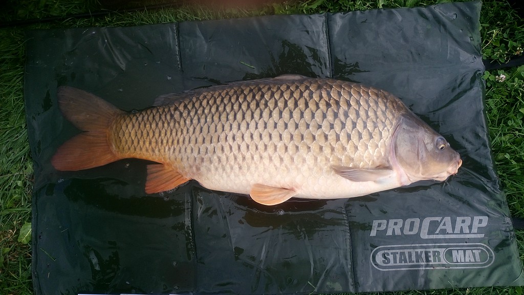 Karp 13,1 kg