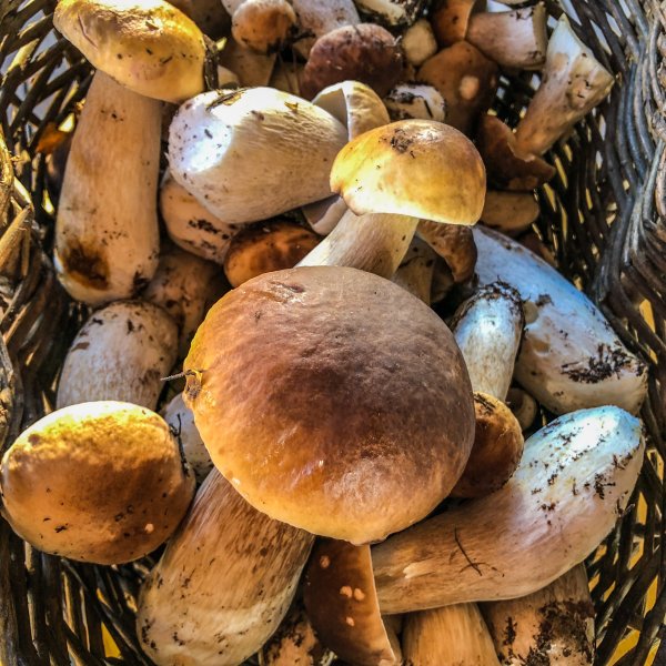 Grzybobranie 2019
