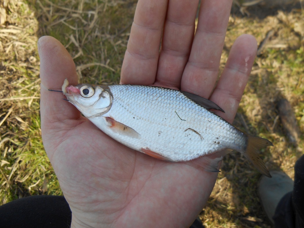 Krąpik "medalik"