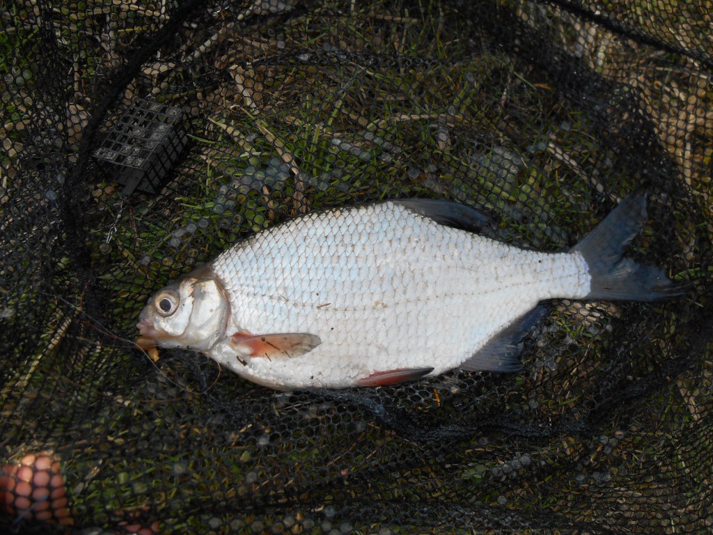 Krąpik "średniak"