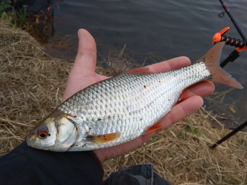 Płoć 1