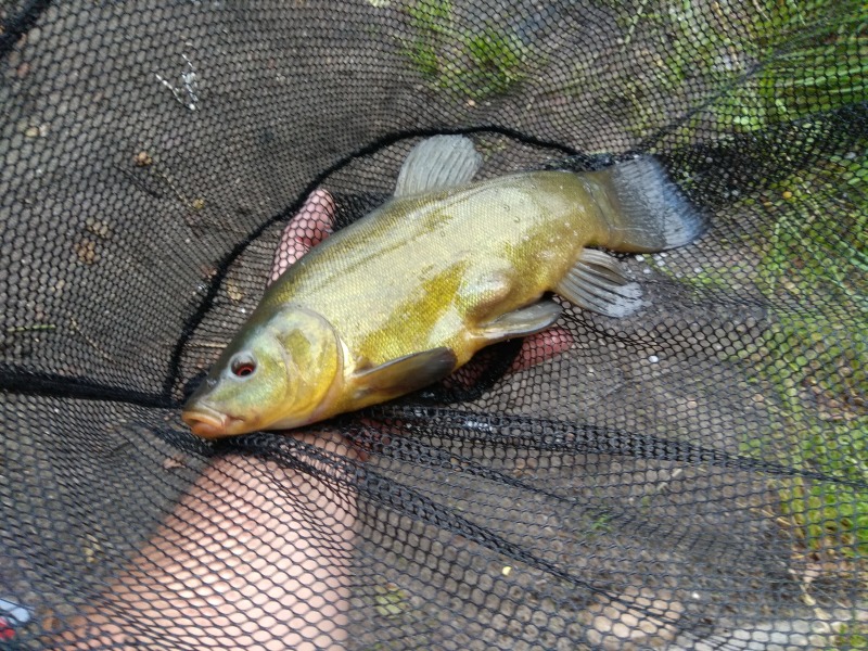 Lin 36 cm samczyk