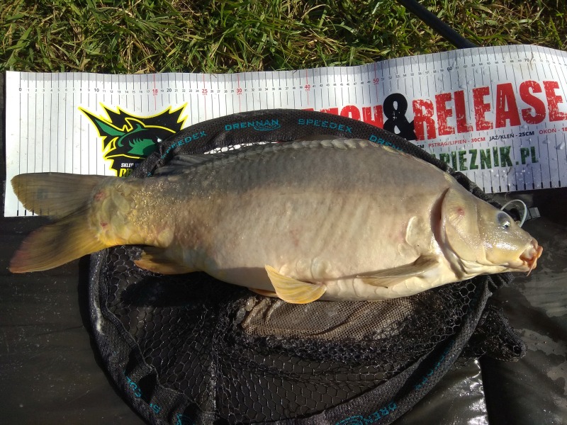 Karp 5,0 kg