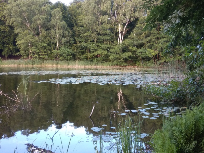 Leśne jezioro