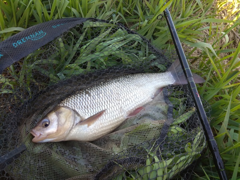 Jaź - 1,15 kg 43 cm Nowy PB