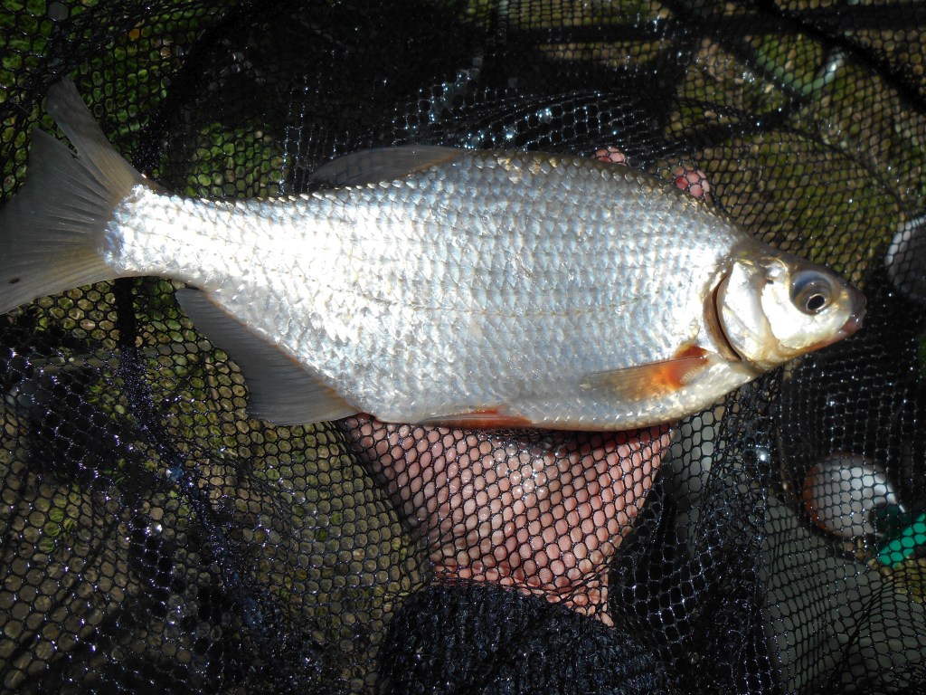 Krąp 0,52 kg - nowy PB