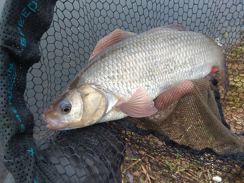 Jaź - 0,80 kg