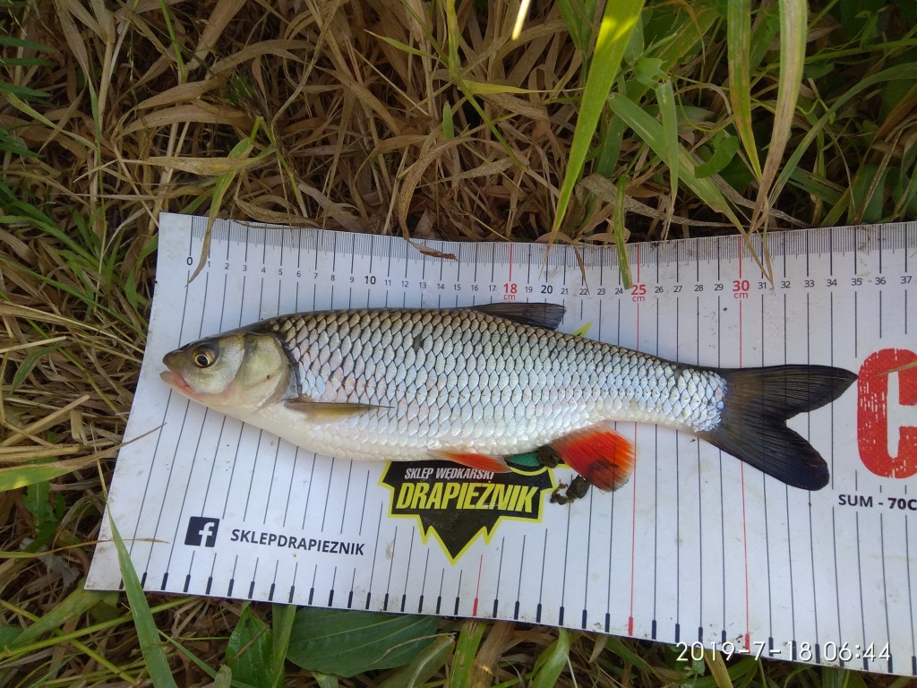 Kleń z Warty