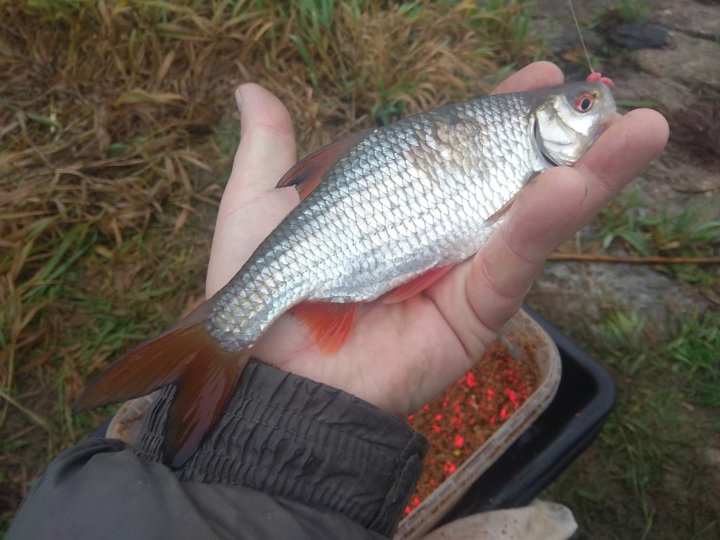 Płotka