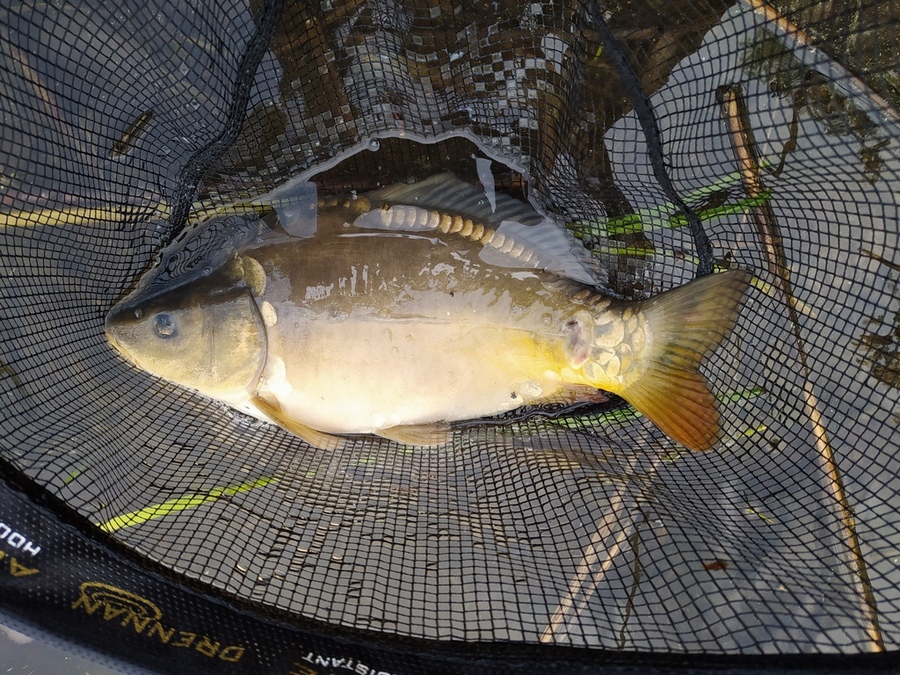 Karp