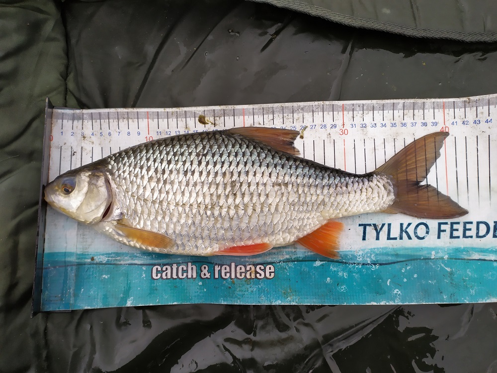 Jezioro Żywieckie