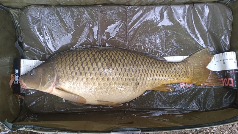 Karp