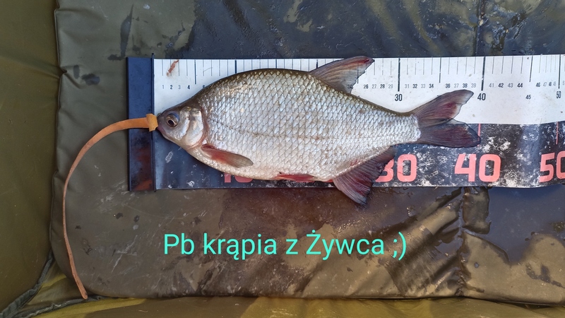 Urlop 
