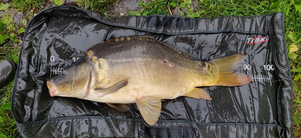 Karp