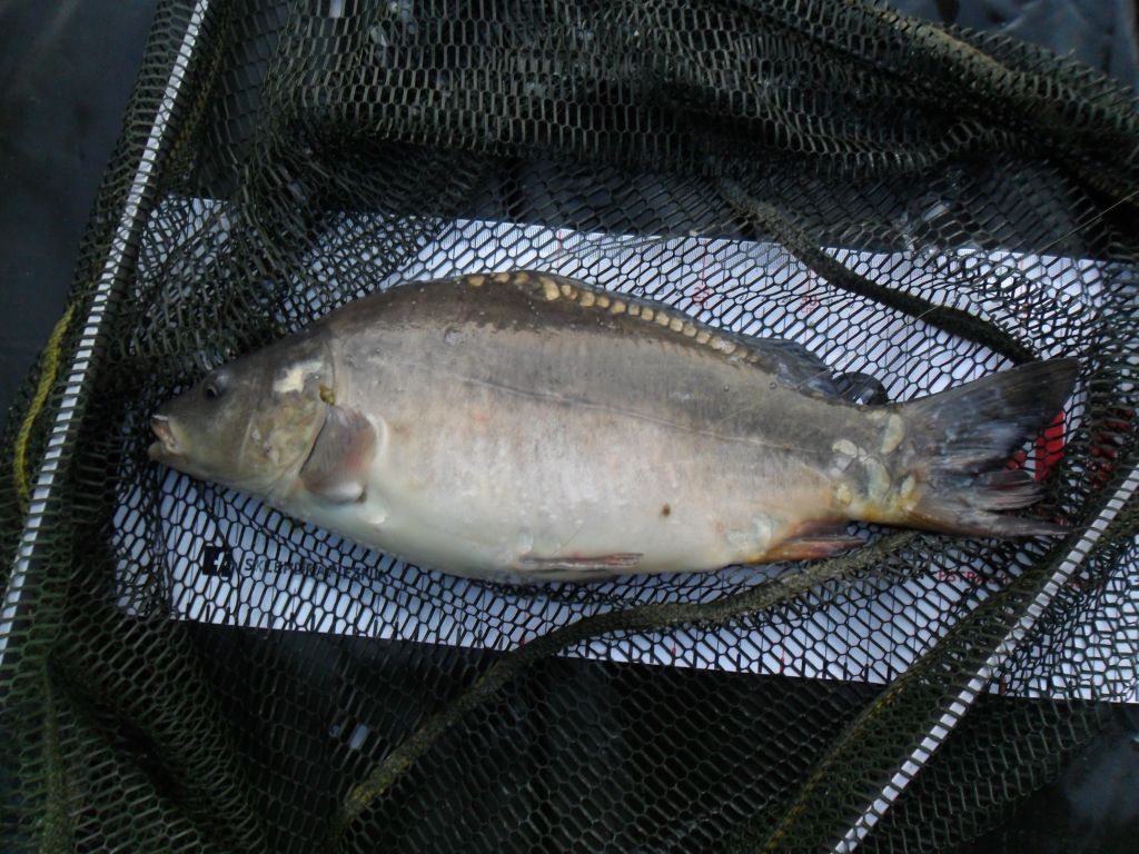 Świerkl 11.06 - 3 s