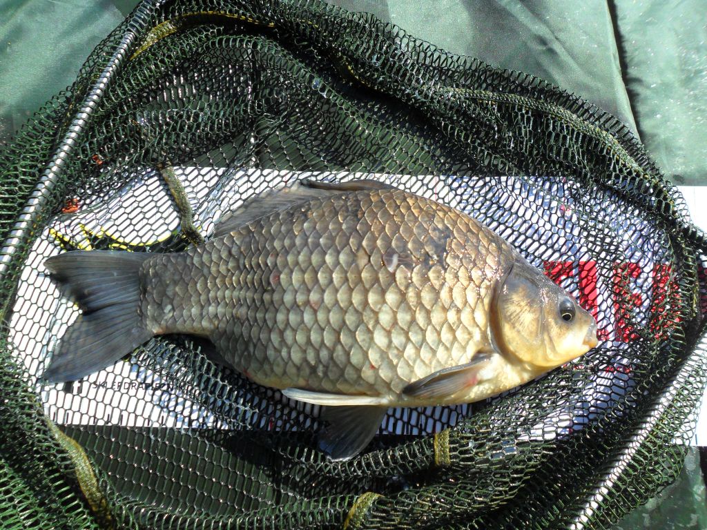 Świerkl 11.06 - 8 s