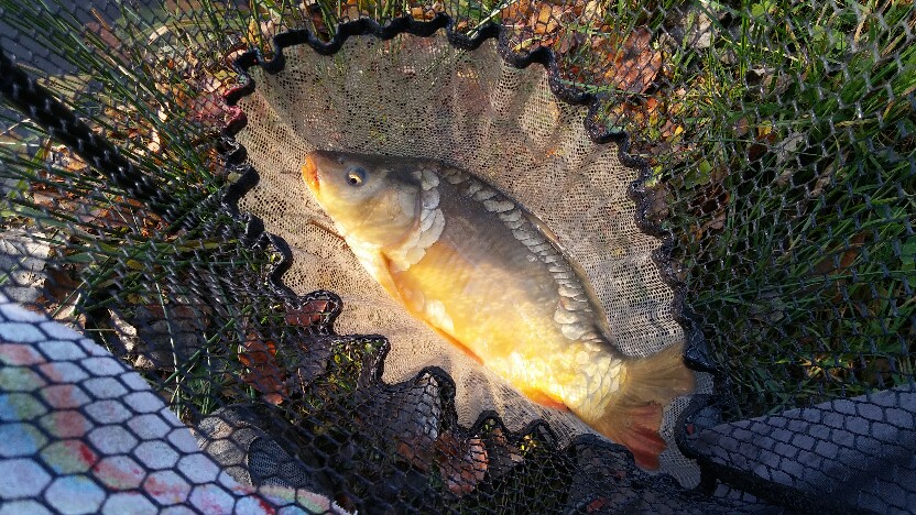 Karp