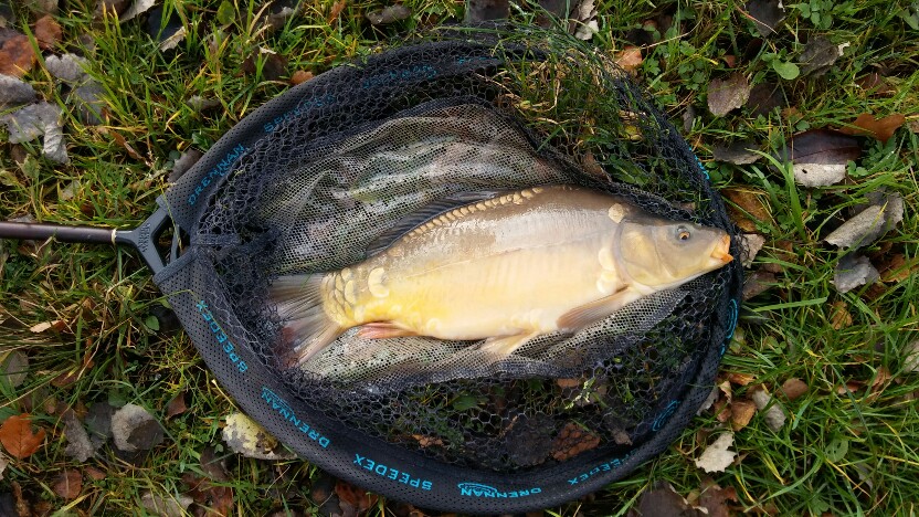 Karp 1