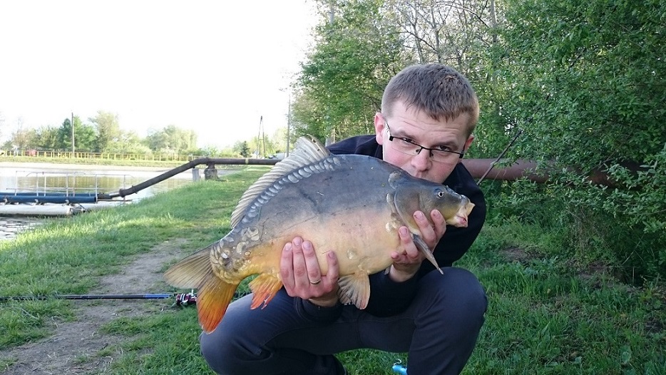 Karp 5,5 kg