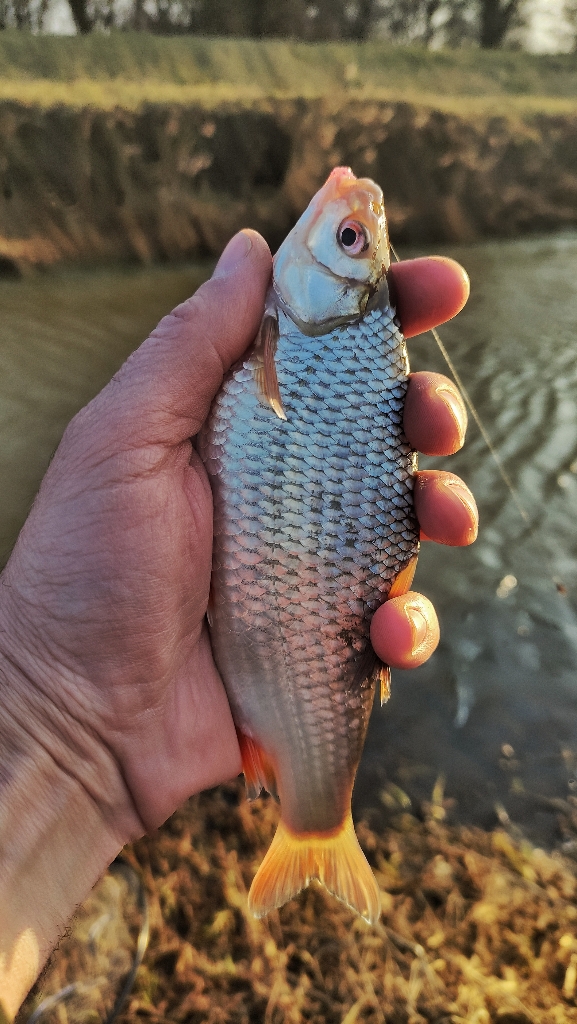 Płoć