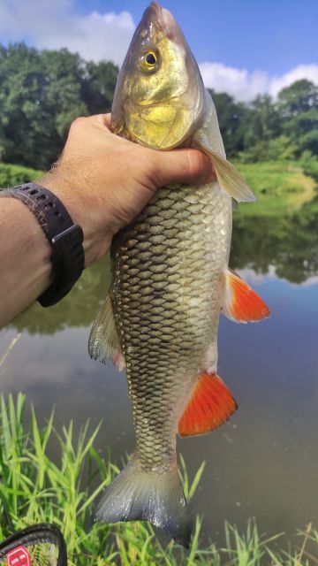 Kleń