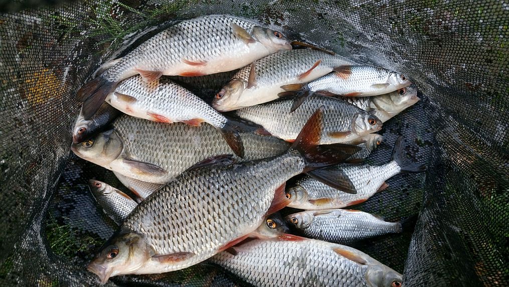 Waggler 4.11 (2)
