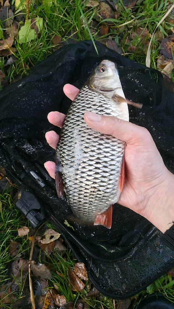 Waggler 3.11 (3)