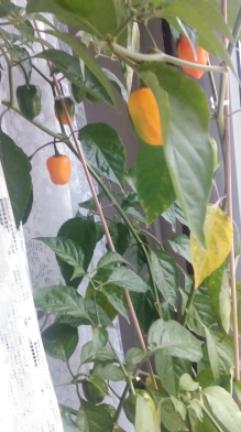 Habanero 1