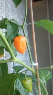 Habanero 2