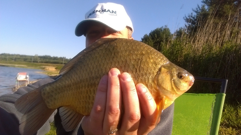Carassius carassius
