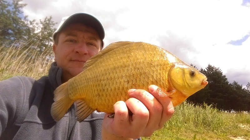 Carassius carassius
