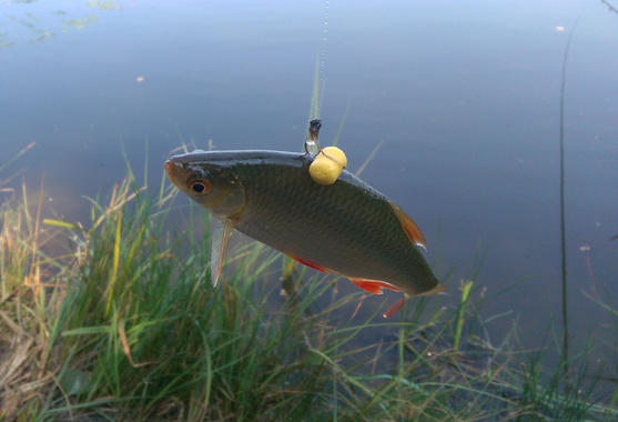 Utrapienie
