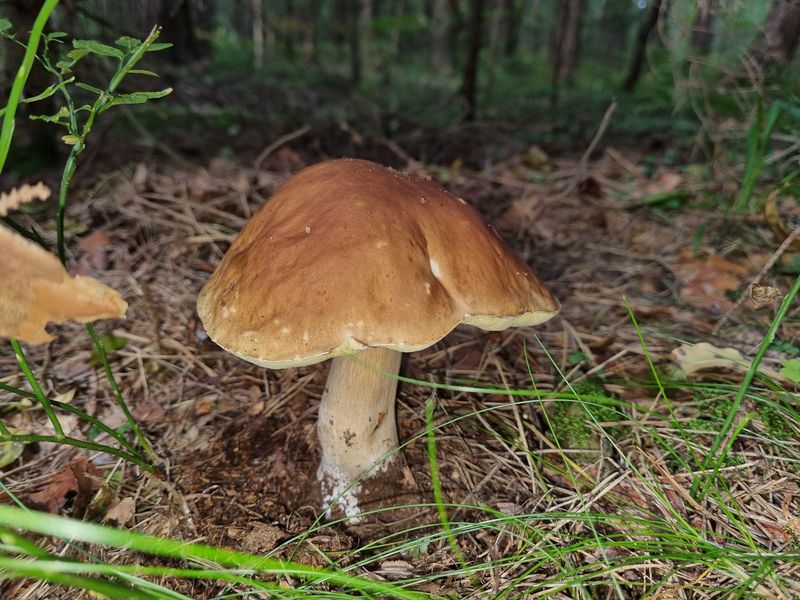 Boletus edulis
