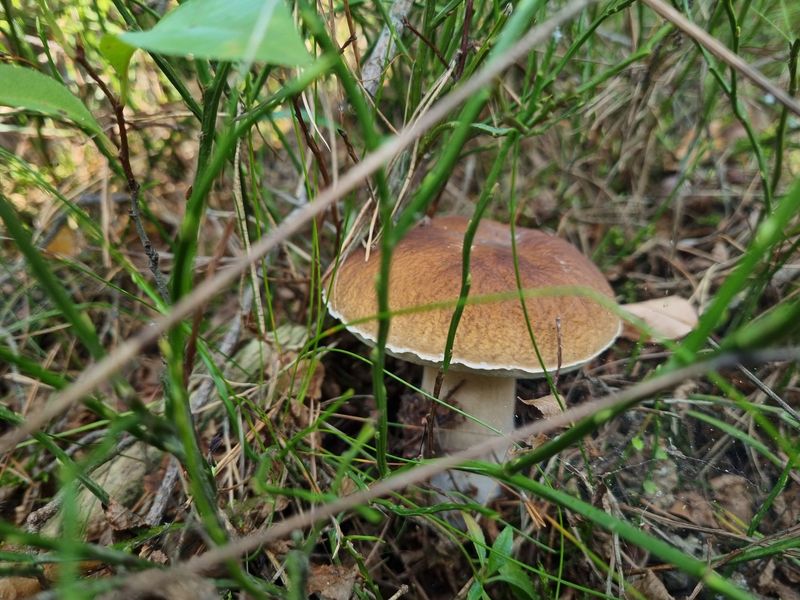 Borowik