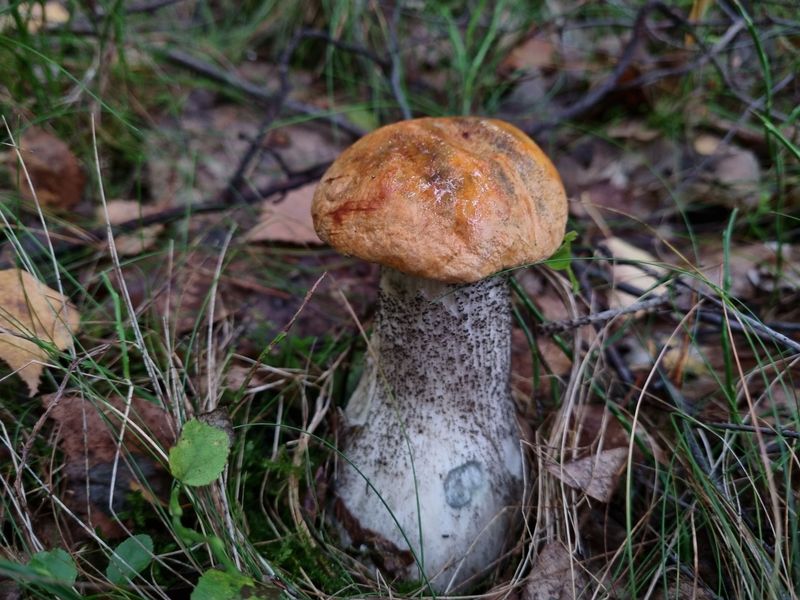 Koźlarz pomarańczowożółty