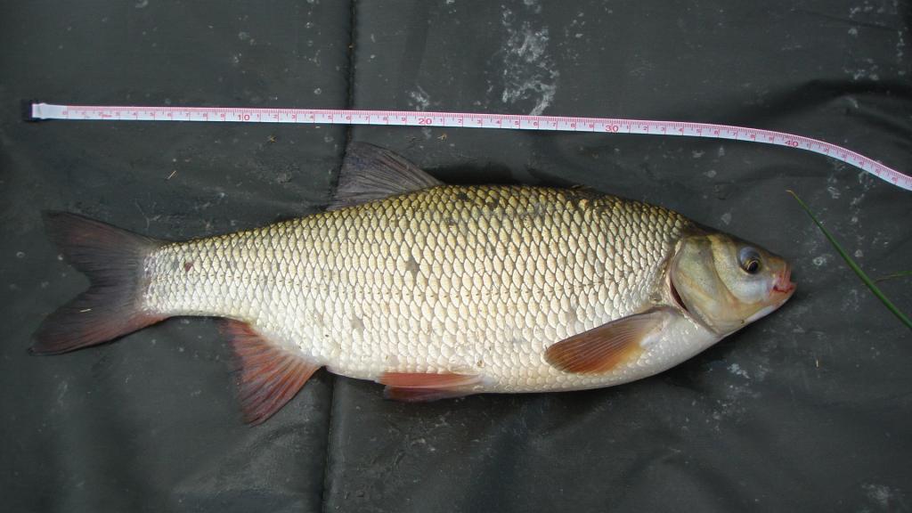 Jaź