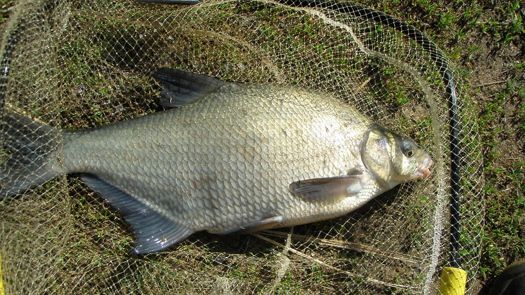 Leszcz