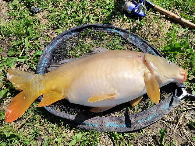 Karp Z. 