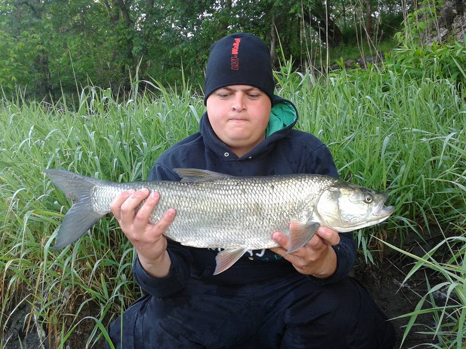 Boleń 67 cm