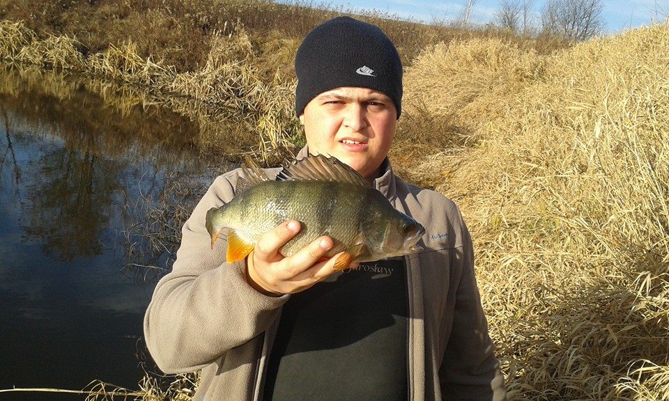 Okoń 37,5 cm