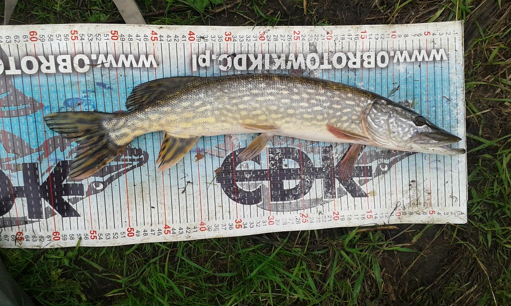 Szczupak 60 cm :)