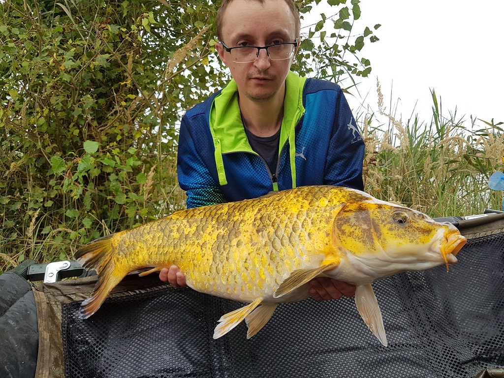 Karp Koi