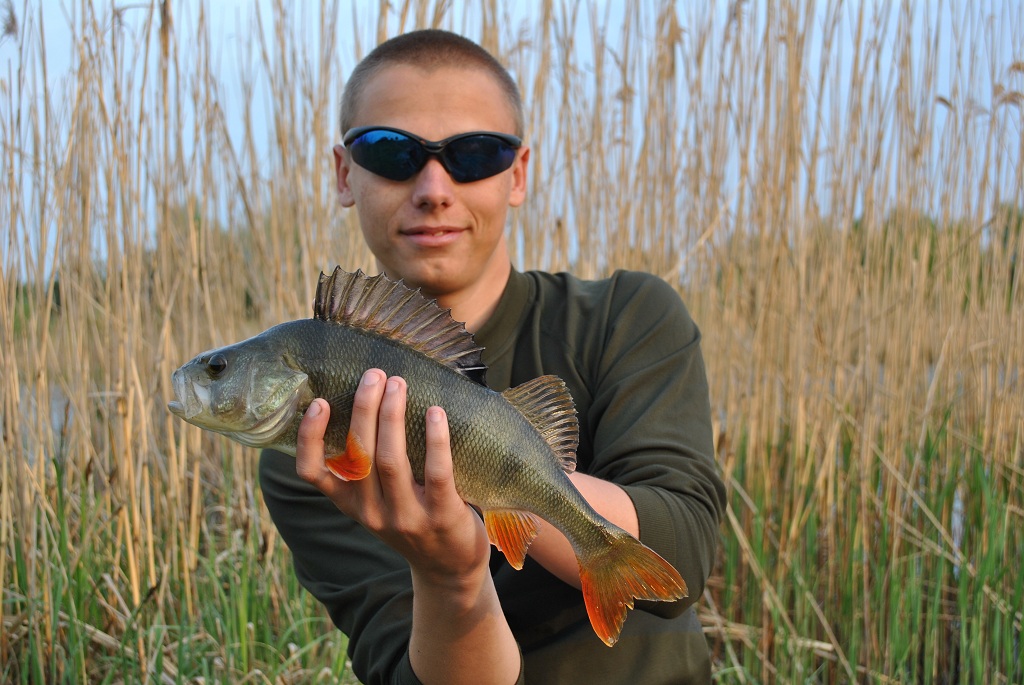 Okoń