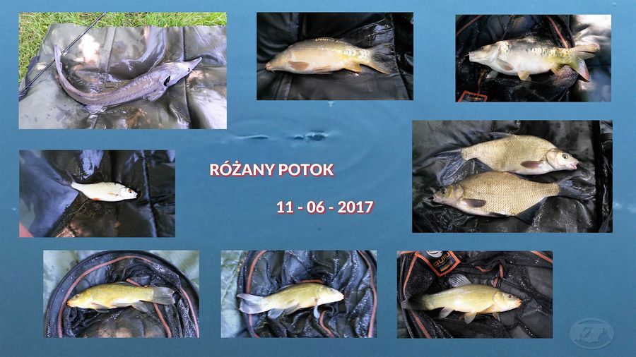 Różany Potok