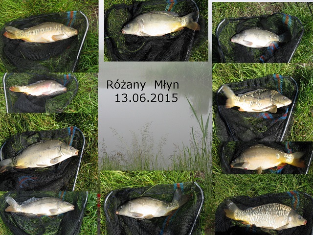 Różany Młyn