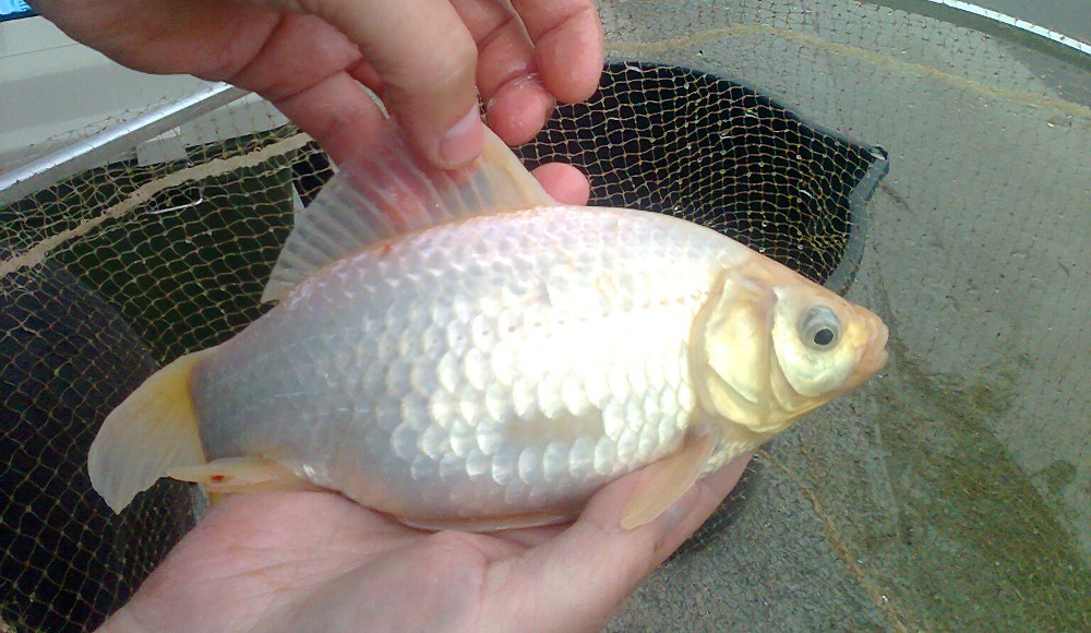 Karaś albinos
