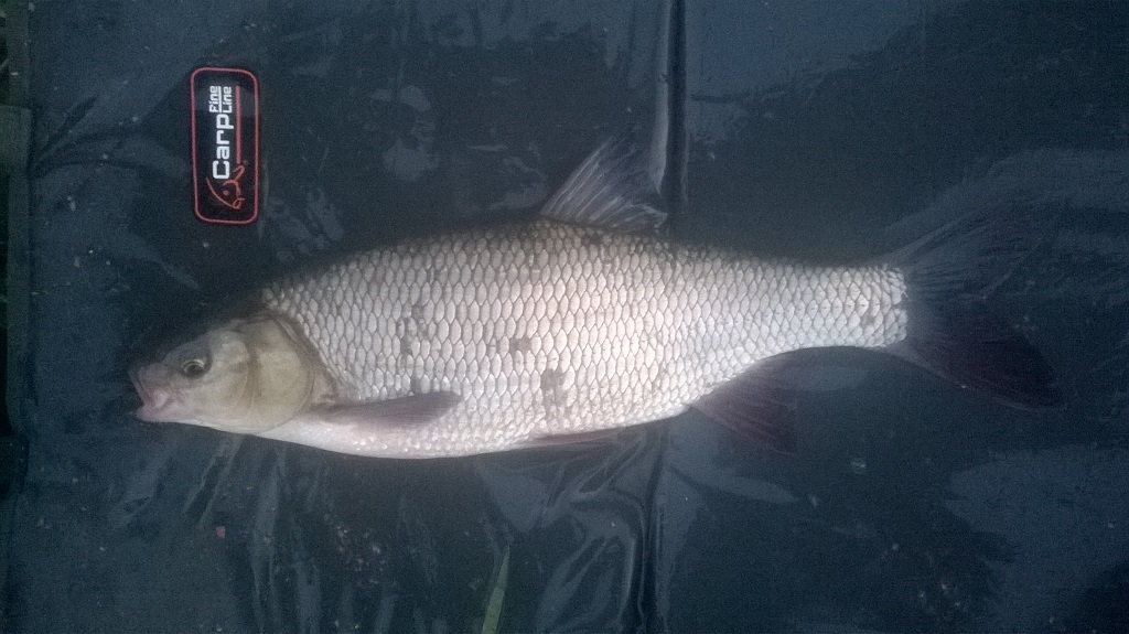 Jaź