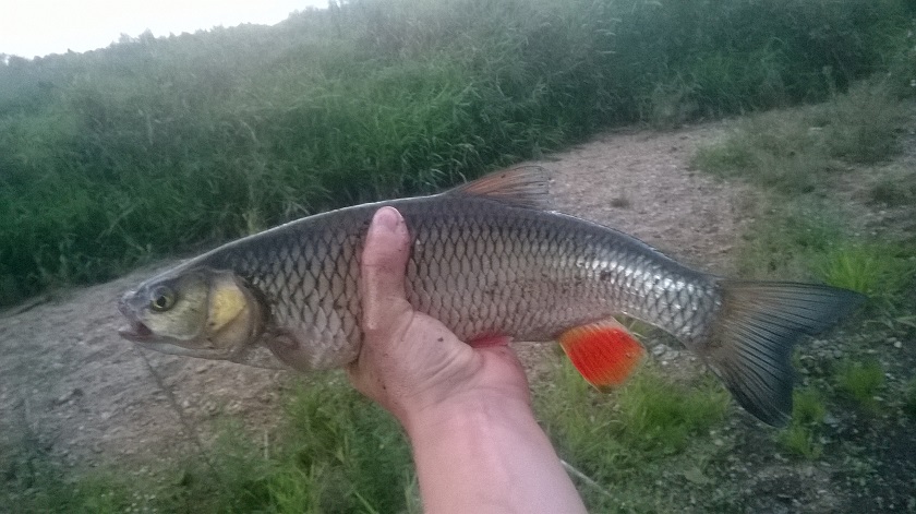 Kleń1