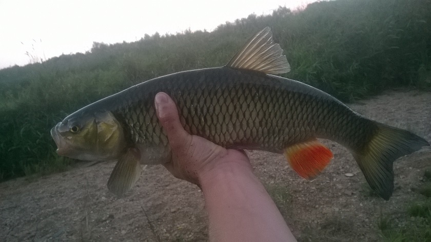Kleń2