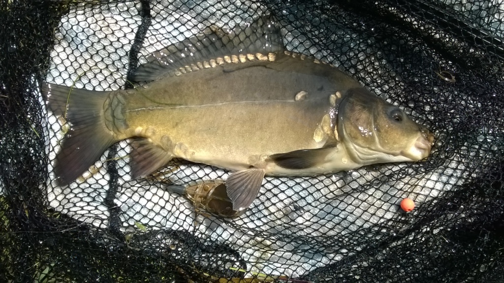 Łowisko Wzory - karp nr 3 w tym roku (maluch)
